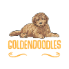 Goldendoodle Doodle Dog