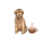 Goldendoodle Doodle Chien