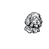 Goldendoodle Doodle Chien