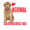 Goldendoodle Doodle Chien