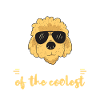 Goldendoodle Doodle Chien