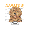Goldendoodle Doodle Chien
