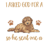 Goldendoodle Doodle Dog