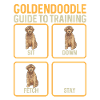 Goldendoodle Doodle Chien