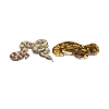 Funny Ball Python Snake