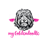 Goldendoodle Doodle Chien