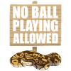 Funny Ball Python Snake