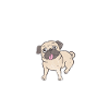 Pug
