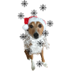 Weihnachts Hund / Schnitzel