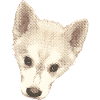 süßes Hündchen, Hundebaby Gesicht wasserpixel