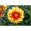 Dahlia (en allemand Dahlia) Dahlia