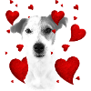 Jack Russell with hearts