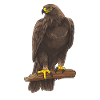 Adler Greifvogel Steinadler