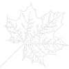 Maple
