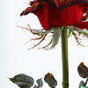 Dear Rose T-shirt