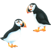 Puffin