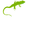 Lizards Herpetology Reptiles Lizard Love