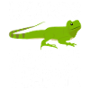 Lizards Lizard Lovers Reptiles Herpetologi