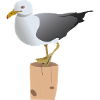 Möve Clipart