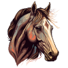 Beautiful Stallion