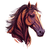 Belle tête de cheval