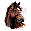 Conception de l’entraîneur de chevaux