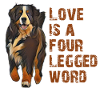 Berner Sennenhund