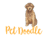 Goldendoodle Doodle Dog