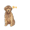 Goldendoodle Doodle Chien