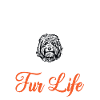Goldendoodle Doodle Chien