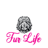 Goldendoodle Doodle Chien