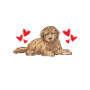 Goldendoodle Doodle Dog