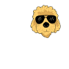 Goldendoodle Doodle Chien