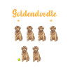 Goldendoodle Doodle Chien