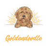 Goldendoodle Doodle Chien