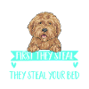 Goldendoodle Doodle Chien