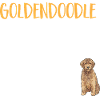 Goldendoodle Doodle Chien