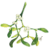 Mistletoe