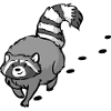 Raccoon