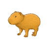 Capybara Capy femme