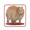 Capybara capybaras Capybaras cadeau
