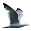 Möve