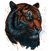 Tiger - Predator