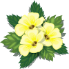 RS - Turnera
