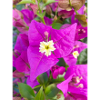 bougainvillea Bougainvillea