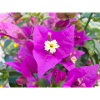 bougainvillea (in german Bougainvillea