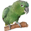 The farinous parrot