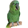 The farinous parrot