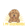 Goldendoodle Doodle Dog