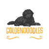 Black Goldendoodle Doodle Dog